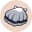 Scallop