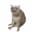 Cash Cat