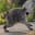 Jimothy The Raccoon