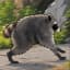 Jimothy The Raccoon