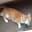 Waffles Davincij15's Cat